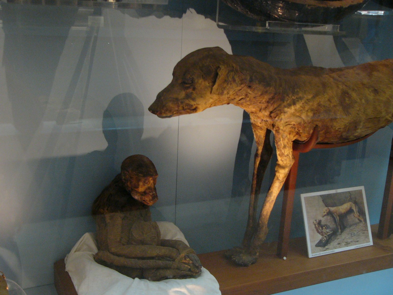 Dog and monkey mummies displayed in an Egyptian museum context