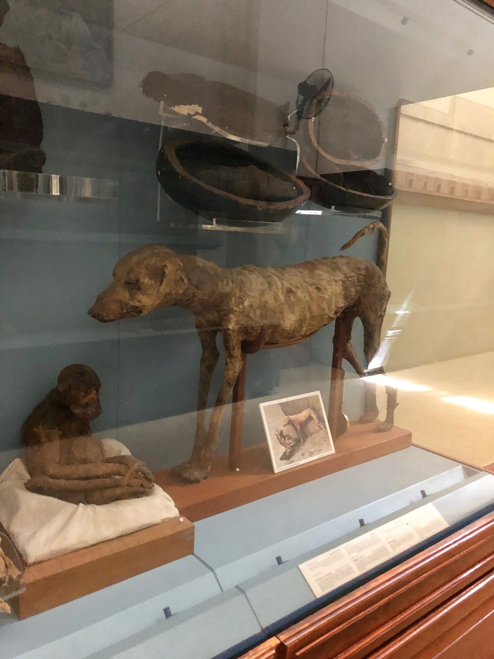 Animal mummies displayed in the Egyptian Museum in Cairo