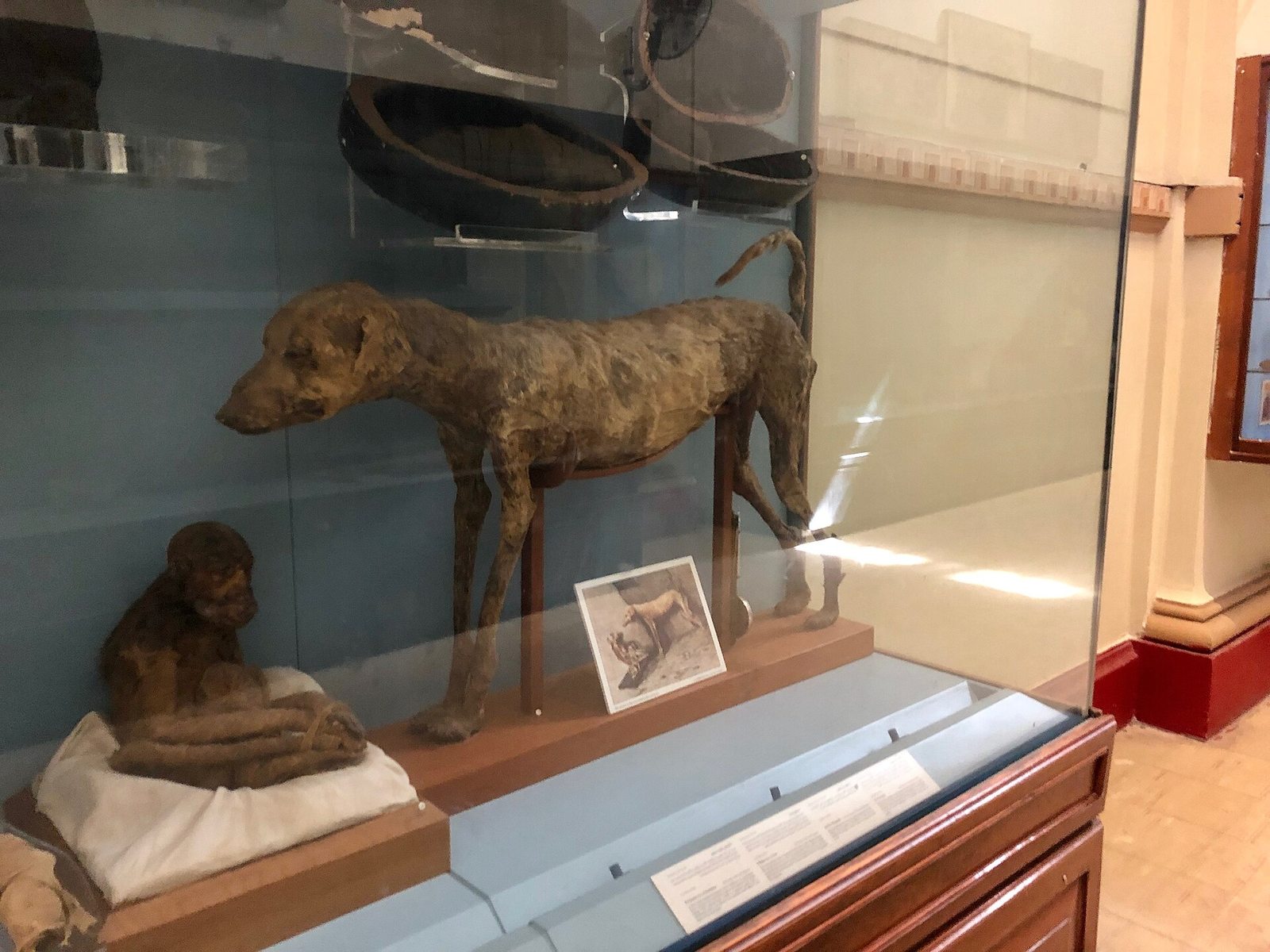 Animal-related objects displayed in the Egyptian Museum in Cairo